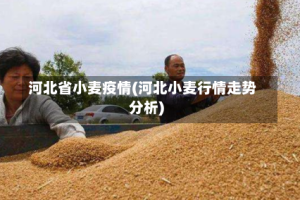 河北省小麦疫情(河北小麦行情走势分析)